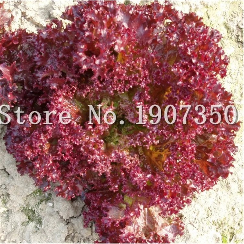 

New Arrival! 200 Pcs Greek Lettuce Good Taste, Easy To Grow, Great Salad Choice ,Diy Home Potted Plants,Organic Vegetable Herb