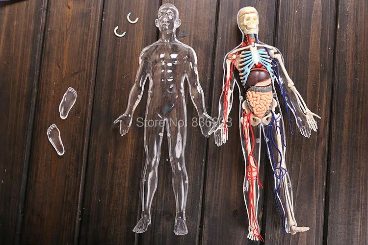4D master vision 13 &quotпрозрачный человеческий тело забавная фотография|anatomical model|anatomy