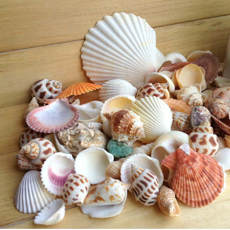 200g Natural Conch Shells Seashells Decoration For Vase Home Decor