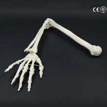 1:1 модель кости человека костная рука взрослого человека верхней конечности костная рука и радиус рука Кость медицинская наука школьные учебные принадлежности
