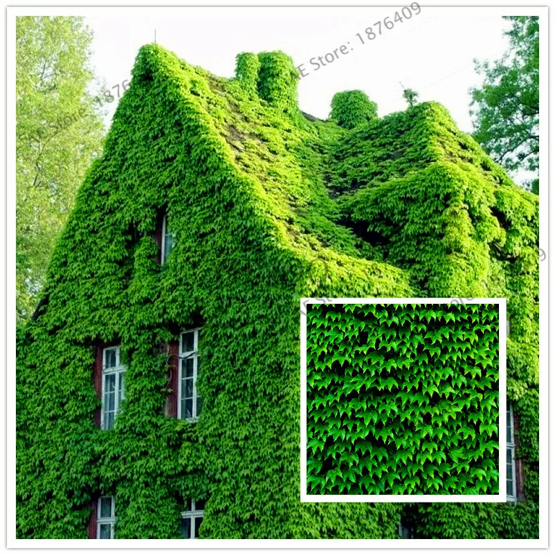 20 шт./пакет зеленый Плющ бонсай плюща Флорес для DIY украшения дома и сада уличные ползающие растения легко выращивать 20 шт./пакет зеленый Плющ бонсай плюща Флорес для DIY украшения дома и сада уличные ползающие растения легко выращивать