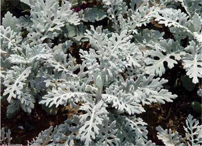 Senecio Cineraria Cake Mold 10
