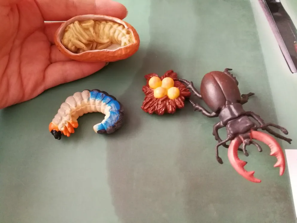 

pvc figure Genuine simulation model toy Antlers life cycle set