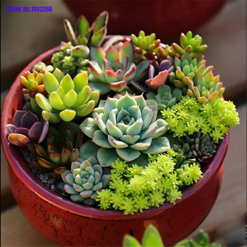 

100pcs/Lot Germany succulents Sedum Aeonium Hybrid bonsais AEONIUM Home Garden Decoration Flowers Ground Cover