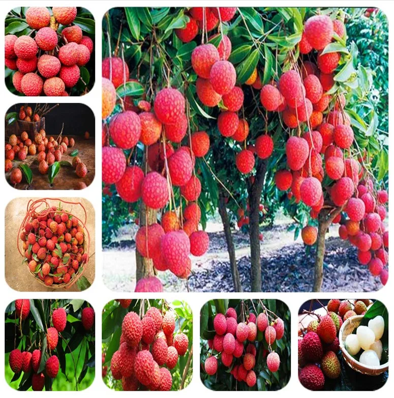 

2pcs / pack mix 100%true Lychee bonsai tropical fruit tree plant in Bonsai,red and yellow litchi plant for Home garden