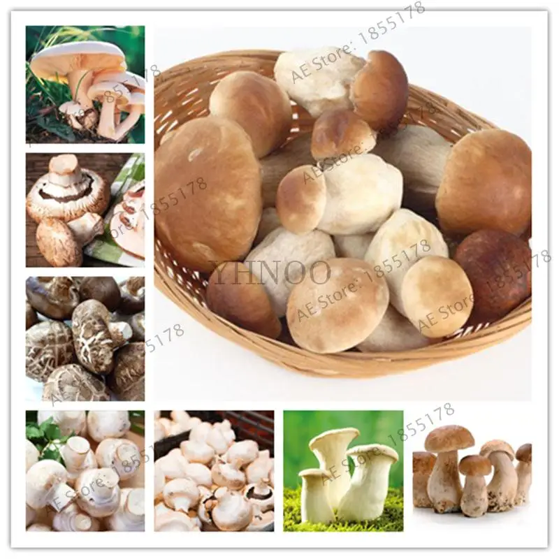 1000 pcs/bag Mushroom bonsai Funny Succlent Plant Amazing Edible Health Vegetable For Happy Farm Free Shipping
1000 pcs/bag Mushroom bonsai Funny Succlent Plant Amazing Edible Health Vegetable For Happy Farm Free Shipping
