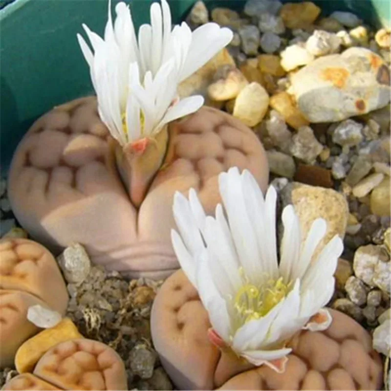 b7f95ecae7d31e78845029fcf926b1bc