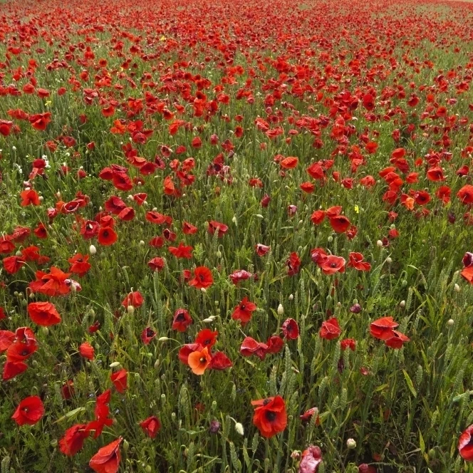 An Abundance Of Red Poppies In A Field; Northumberland  England Poster Print (19 x 12)