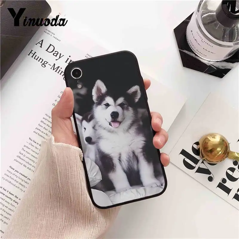 Animal Husky cute Puppy Dog