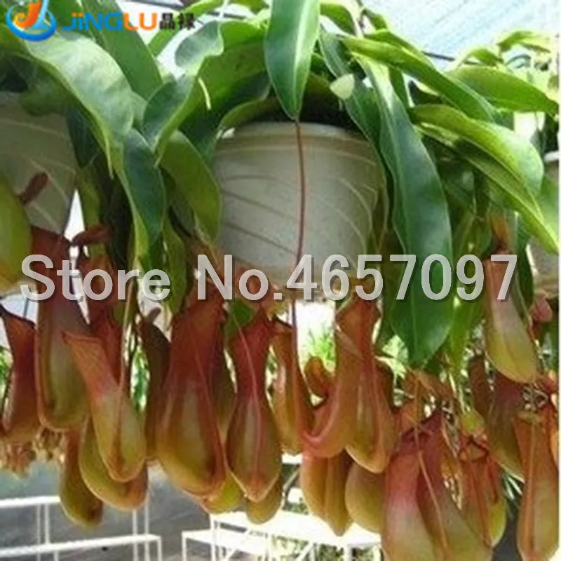 300 pcs/lots Dionaea Muscipula Giant Clip Venus Flytrap Plant Multifarious Nepenthes Carnivorous Plant Bonsai tree for Garden 300 pcs/lots Dionaea Muscipula Giant Clip Venus Flytrap Plant Multifarious Nepenthes Carnivorous Plant Bonsai tree for Garden