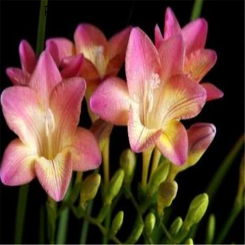 

Ngryise 20Pcs A Set Freesia hybrida