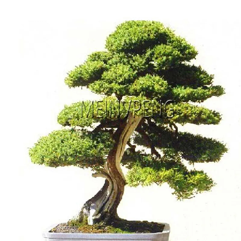 Lowest Price!100% True Sacred Japanese Cedar tree bonsai plant fir plant, home gardens, Free Shipping 100flores