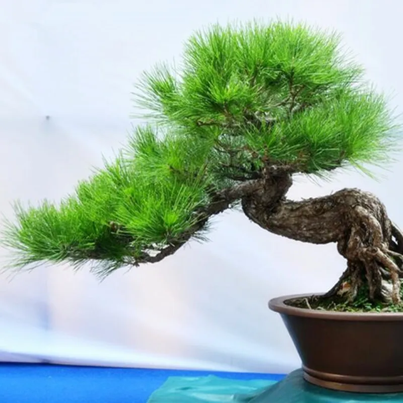 Pine Tree bonsai, Potted bonsai Pinus Landscape bonsai For Home&Garden,Teach you how to grow 20pcs/pack Pine Tree bonsai, Potted bonsai Pinus Landscape bonsai For Home&Garden,Teach you how to grow 20pcs/pack