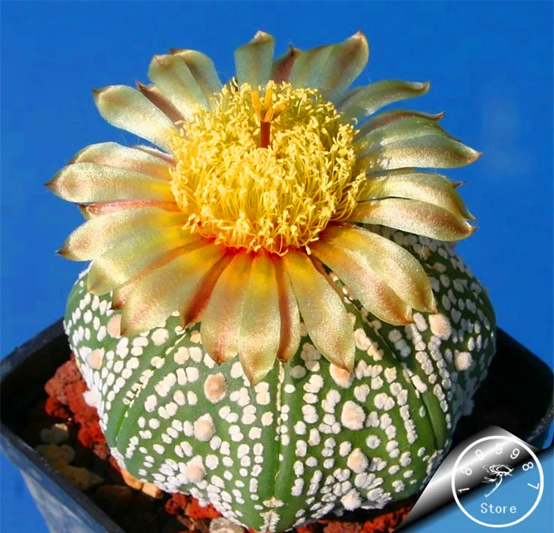 

Loss Promotion!Cactus Flowers 1000Pcs/Bag Cactus plant Plantas Rare plant Bonsai Foliage magical garden & home Semillas Flora,#