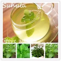 Mint-Mentha-Seeds-200-particles-NON-GMO-Fresh-Culinary-Medicinal-Seeds-For-Home-Garden-Planting-Easy.jpg_200x200