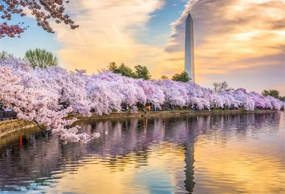 Laeacco Park Square Lake Cherry Blossoms Scenic Photography