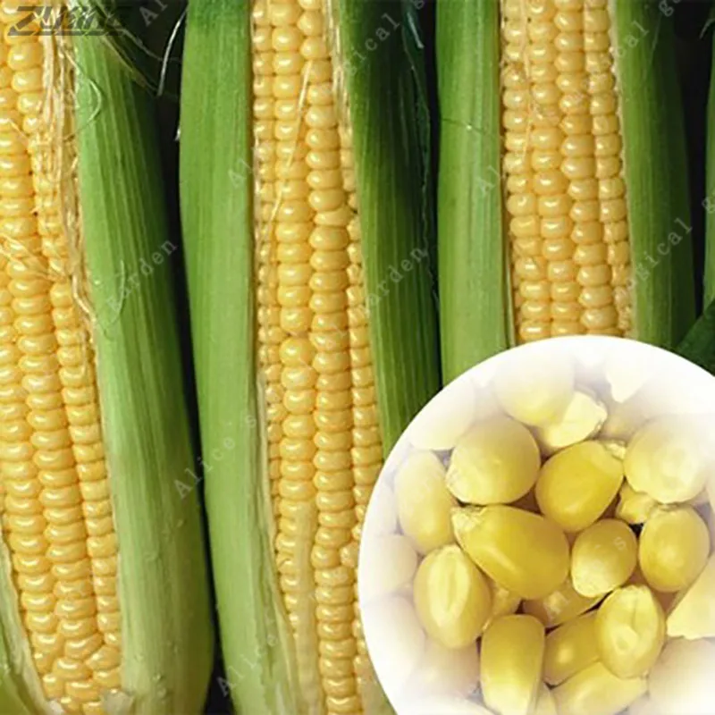 

20pcs Sweet Corn Yellow Fresh Organic Heirloom Vegetable Fruit Waxy Corn Easy Fast Growing Vegetables