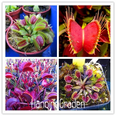 

100 PCS / Pack Potted Insectivorous Plant bonsai Dionaea Muscipula Giant Clip Venus Flytrap garden Carnivorous Plant,#1VEM0V