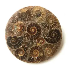 Commercio all'ingrosso 1 PC 10 centimetri Ammonite Fossil Fetta Piastra Natura Borsette Madagascar Fossile del Campione di Pietre e Cristalli