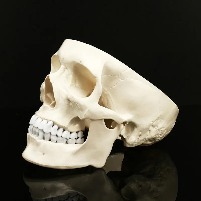  Life Size Human Anatomical Anatomy Resin Head Skeleton Skull Teaching Model School Supplies - 32921346393