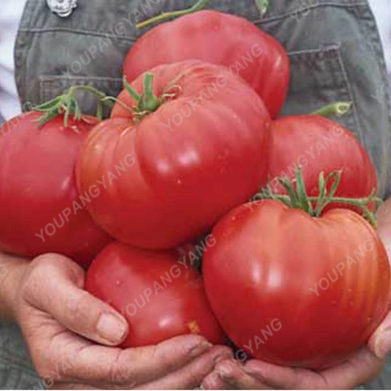 

100pcs/bag Rare Beefsteak Tomato DIY Nutritious Vegetable Bonsai Plants For Home Garden Perennial Outdoor Plants