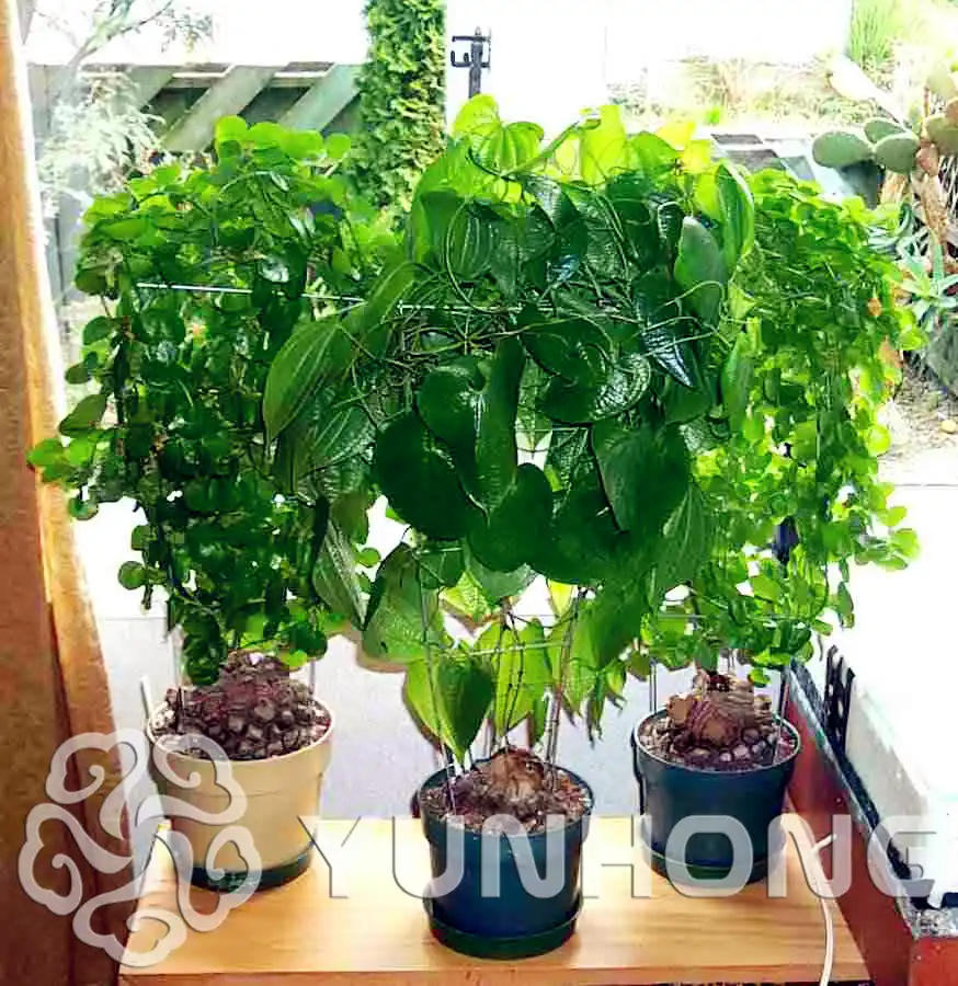 Detail Feedback Questions About New Arrival Home Garden Succulent New Arrival Home Garden Succulent Plant 1pcs Elephant S Foot Dioscorea Elephantipes Bonsai Free Shipping