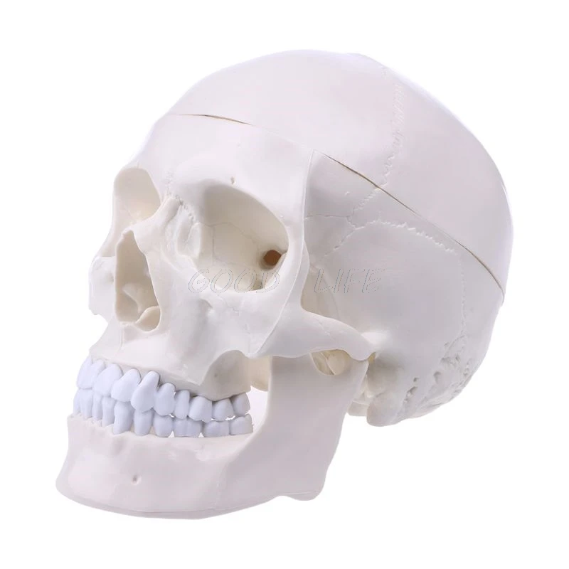 

Human Anatomical Anatomy Head Skeleton Skull Teaching Model School Supplies Study Tool Medical Science Teaching Stationery