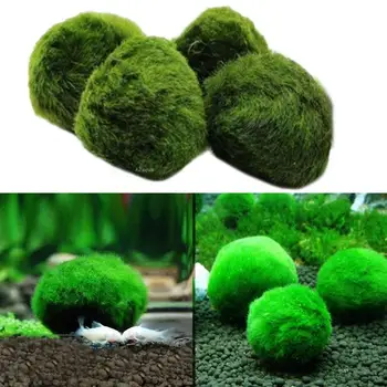 

Aquarium Plants Grass Seed Fish Tank Moss Water Grass Shrimp Balls Waterscape for Shrimp Tanks and Other Small Feed Cans