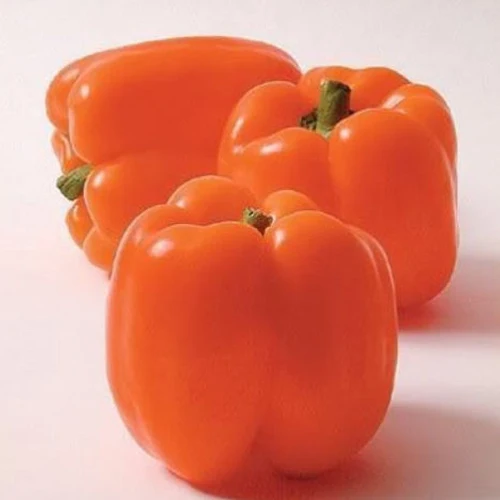 10 Original Packs 8 Seeds / Pack Orange Bell Pepper Sweet Capsicum Vegetable #C063 |