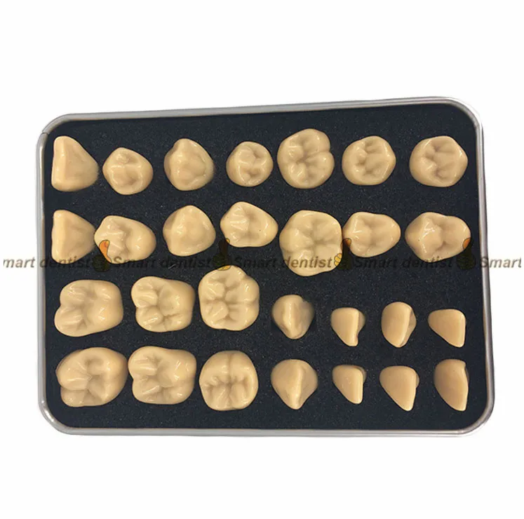 

High quality dental teeth model Dental teaching control model