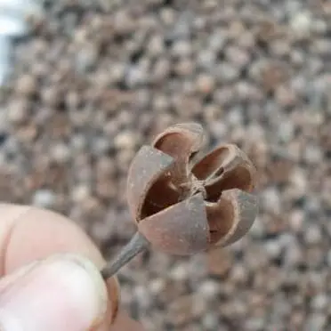 10 шт. коробка для конфет с сушеными натуральными цветами|Искусственные и сухие