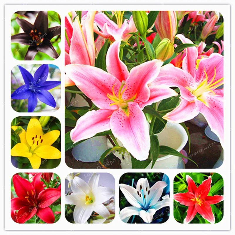 

Lily Bonsai Rare Lilium Brownii Flower Garden Plant Can Purify The Air Bonsai Pot Plant For Home Garden 50 Pcs