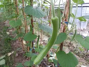 Long melon seeds, use as a container,bottles, or musical instruments, pumpkin seeds – 10 pcs/bag