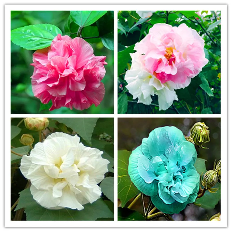 

Sale ! 200 Pcs Giant Hibiscus Flower flores Chinese DIY Plant Hibiscus Bonsai Best Gift For Your Kids Easy Grow Home Garden