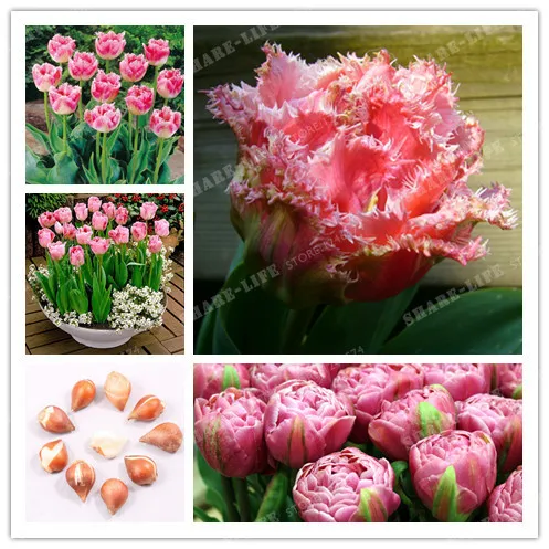 

True Pink Tulip Bulbs Tulip Flower Bonsai Flower Bulbs Symbolizes Love Tulipanes Flower Plant For Garden Plants-2 Bulb