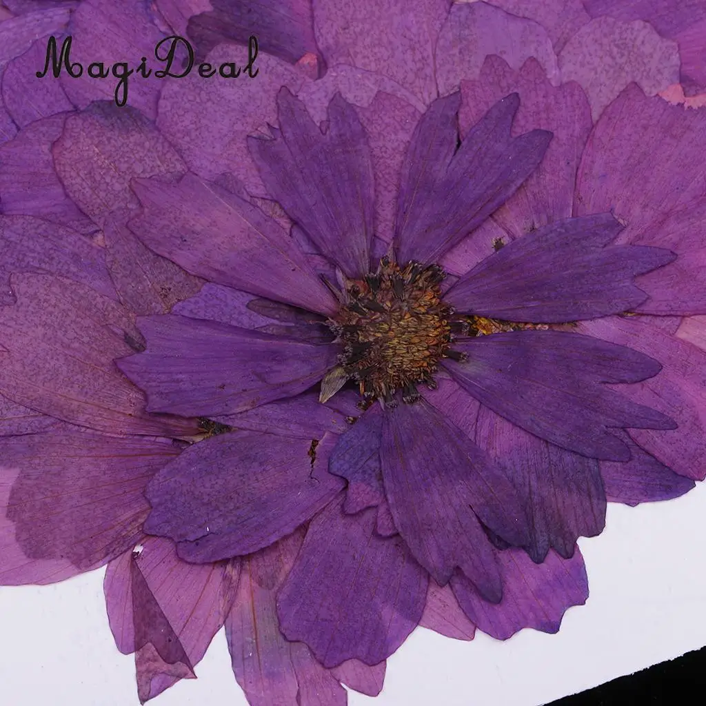20pcs Pressed Real Dried Flower Purple Coreopsis Jewelry Making Accessories for Candle Making DIY Craft Resin Casting Ornament