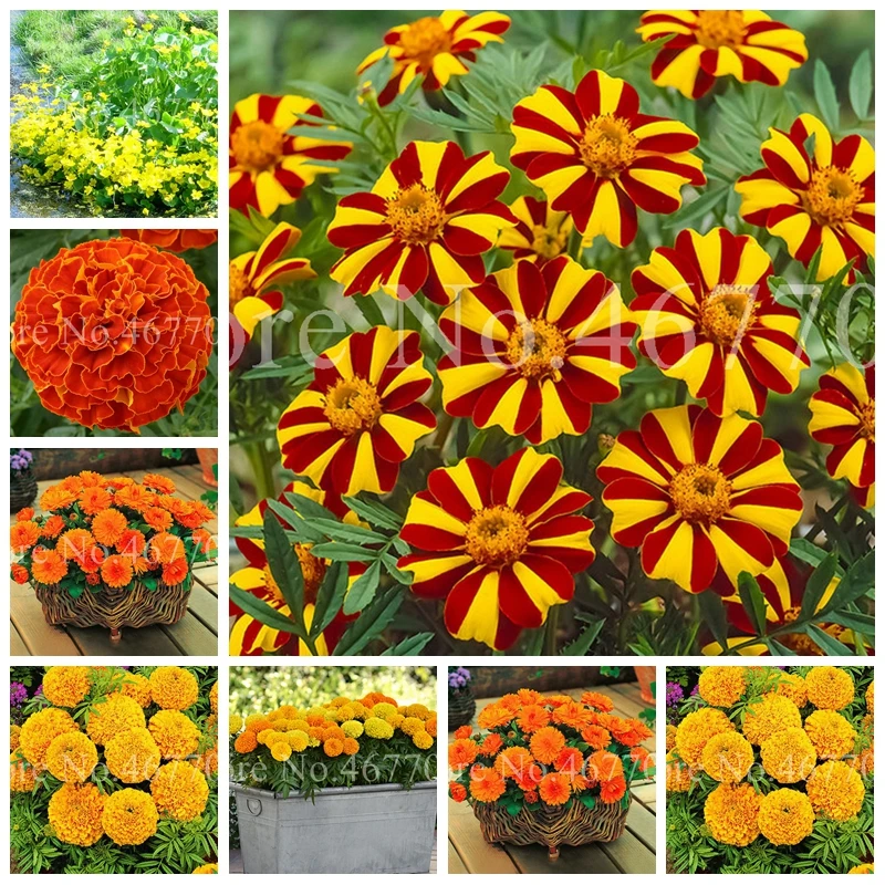 

Big sale 200 pcs/ bag African Marigold Flower Herbs Tagetes Erecta Flore Bonsai Tagetes Plant For Home Garden Planting Easy Grow