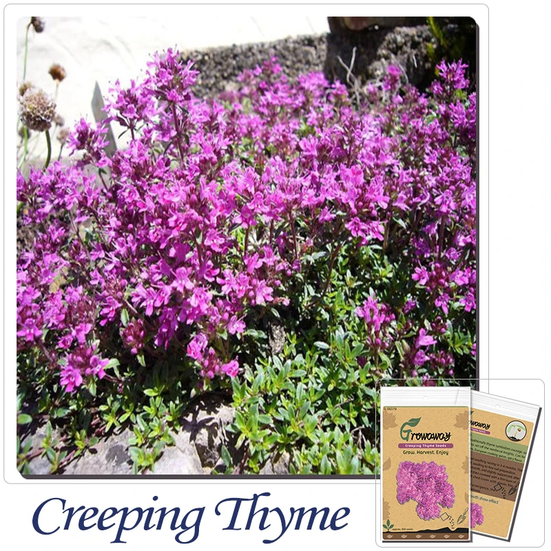 creeping thyme ground cover seed