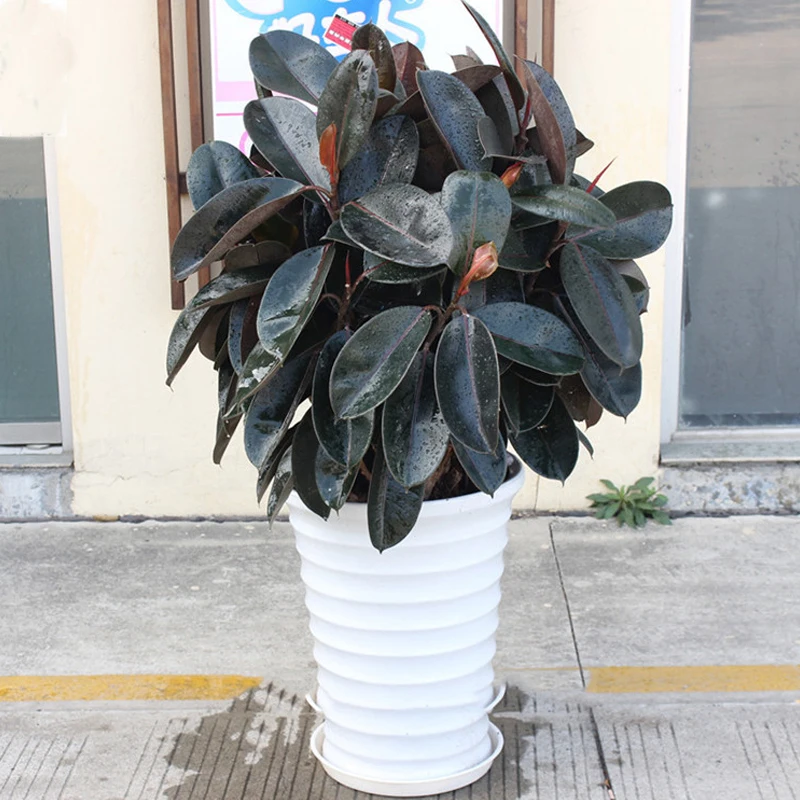 

ZLKING 20PCS Rare Bonsai Ficus Elastica "Decora" Indian Rubber Tree for Planting in the Garden Plantas Naturais