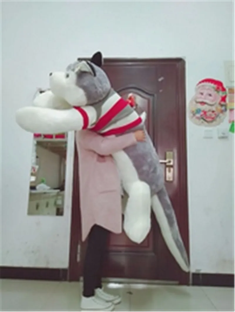 husky dog8