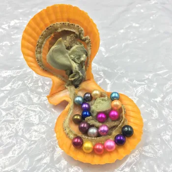 

Amazing Rainbow Akoya Round Pearls Red Shell Oysters Bulk 20pcs Vacuum Packed Saltwater Scallop 36 Colors Vibrant Pearls FP025