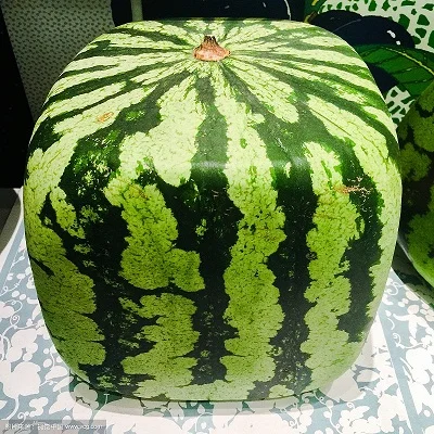 Star Concombre Mold Outil Pour Fruits Légumes croissant étoile