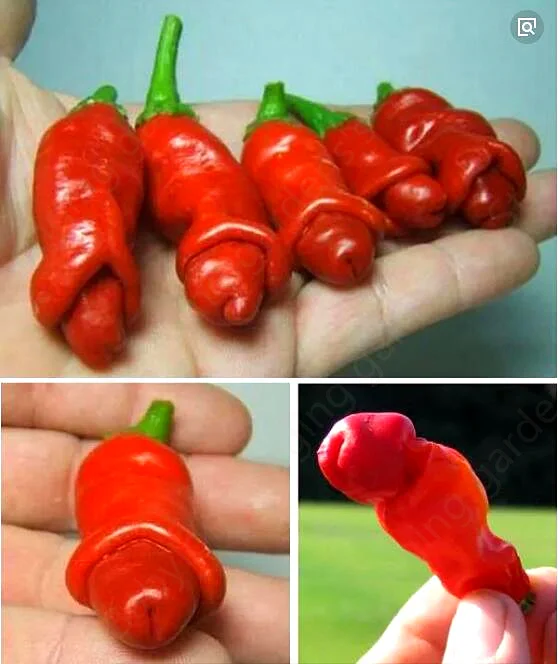 Free shipping 100pcs Garden plants Peter Seeds sementes ...