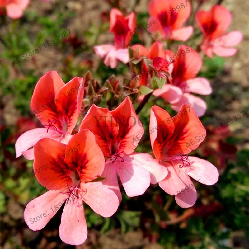 110 шт./пакет герани flores многолетнее Бонсай цветочных растений пеларгония плющелистная растения комнатные герани светодиодные фонари для дома и сада - Цвет: 19