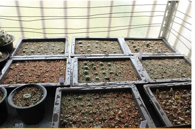 5 шт./лот клубничный горшок. Мясистый цветок. горшок листья вставлены растения.