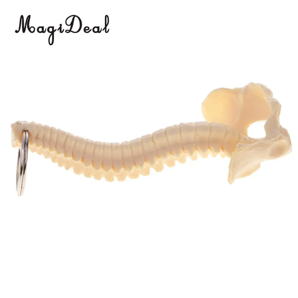 MagiDeal 1Pc Mini PVC Material Handcrafted Human Spine Skeleton Model Keychain for School Teaching Aid Tool Novelty Gift Beige