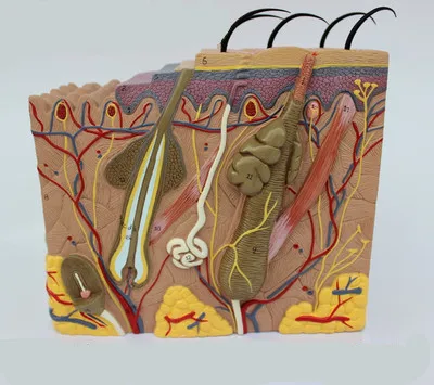 

50 Times Human Skin and Hair Structure Enlarge Model Skin Layer Structure Model Skin Assemble Human's Skeleton Anatomical Model