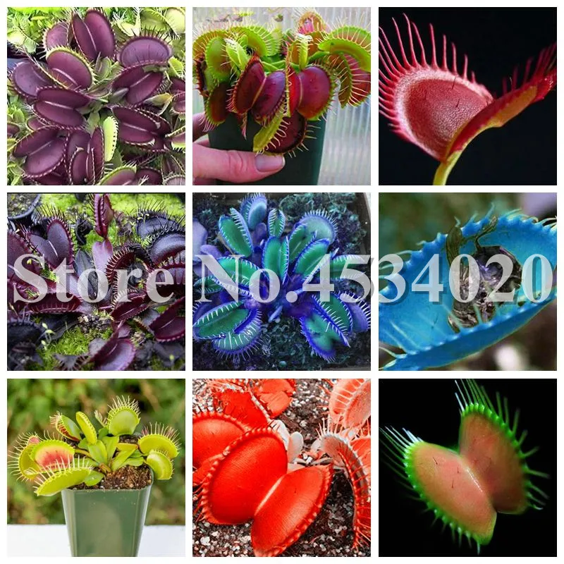 

100pcs Dionaea Mosquito Repplling Novel Plant for Home Courtyard Garden Rare Insectivorous Bonsai Plant Giant Clip Venus Flytrap