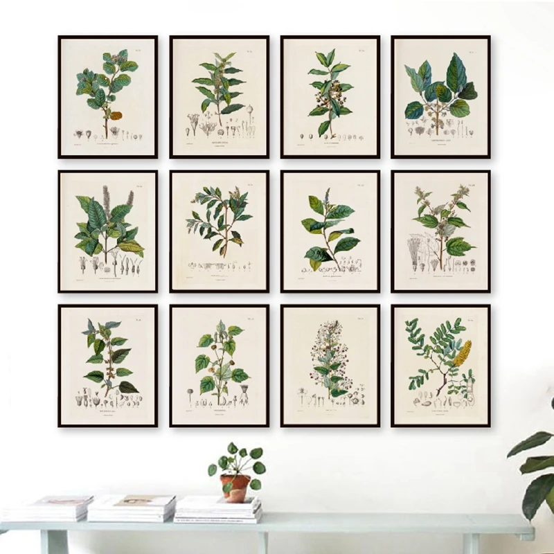 Antique French Plant Print Living Room Decoration