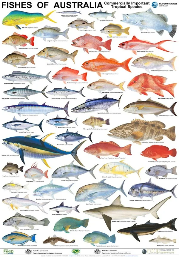 Рыбы виды новозеландских морепродуктов плакат Винтаж Ретро Холст Живопись DIY обои плакаты домашний подарок украшение